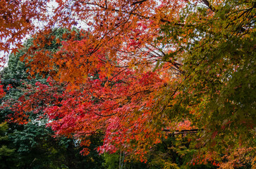 東福寺の紅葉
