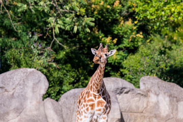 Africa savanna giraffe, head, nature. Giraffe in front of some green trees.