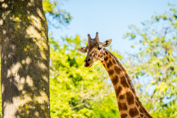 Africa savanna giraffe, head, nature. Giraffe in front of some green trees.