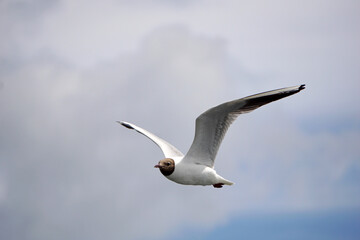 Flying black and white seagull