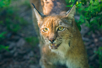 Lynx in the wild lies among the green forest. Wild lynx close portrait. Background of green leafs and trees out of focus due to shallow depth of field. Beautiful animal, face portrait. Wildlife scene.