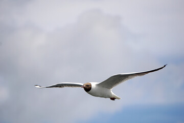 Flying black and white seagull