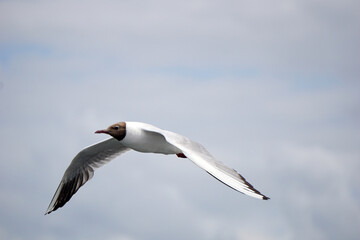 Flying black and white seagull
