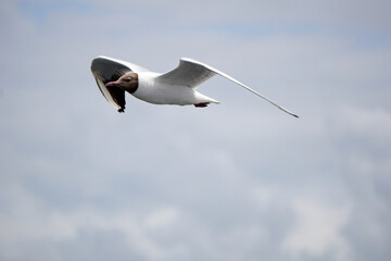 Flying black and white seagull