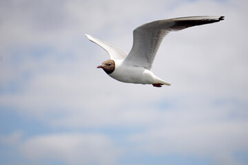 Fototapeta premium Flying black and white seagull
