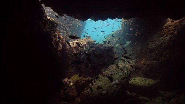 Underwater cave with fish. Tropical coral reef and fishes underwater. Sri lanka.
