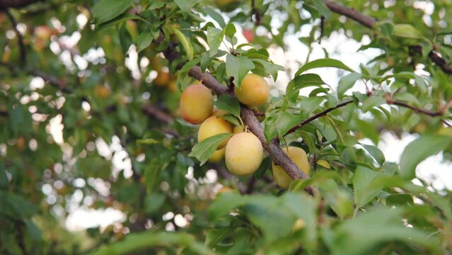 Unripe apricots on a branch. Summer harvest of wild apricots in the evening summer in the garden.