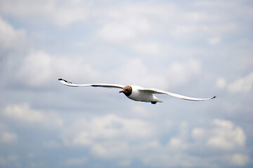 Flying black and white seagull