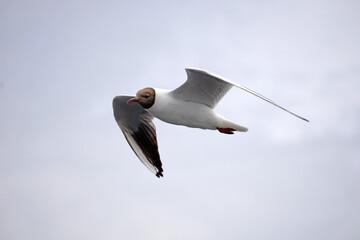 Flying black and white seagull
