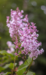 lilac flowers in the garden