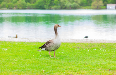 wild geese by water in the park. wildlife and birds