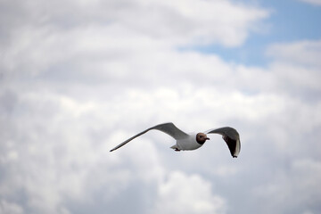 Flying black and white seagull