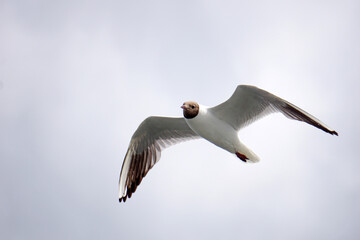 Flying black and white seagull