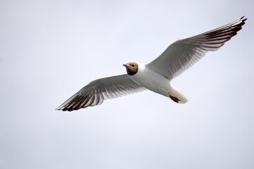Flying black and white seagull