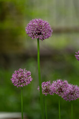 onion flower arrow Allium Purple Sensation