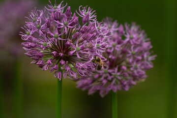 bee sits on allium Purple Sensation, onion flower,