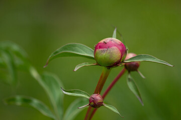 closed pink peony bud, peony head