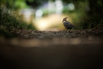 Neugierige Amsel mit Futter