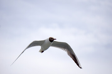 Flying black and white seagull