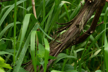 Grape trunk, in green grass, wine grape variety, vine tree bark in the yard
