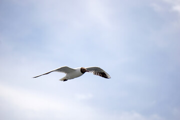 Flying black and white seagull