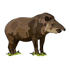 Beautiful mountain tapir paintings