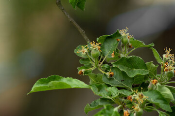 Idared, set of fruits on a young apple tree, space for text