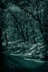 Scary terrible night forest with crooked trees, path in the moonlight. Dark background in horror style