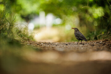 Amsel mit Futter für die Jungtiere