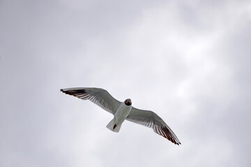 Flying black and white seagull