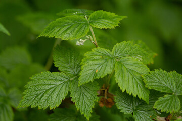 Young raspberry leaves