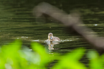 Junge Stockente beim Vorbeischwimmen