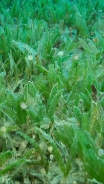 VERTICAL VIDEO: Close-up of the Halophila seagrass. Camera moving forwards above seabed covered with green seagrass. Underwater landscape 