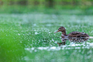 Stockente beim Vorbeischwimmen