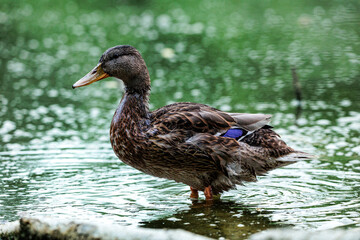 Stockenten Ganzkörper Portrait