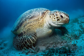 Big green turtle (chelonia Mydas) eating seagrass