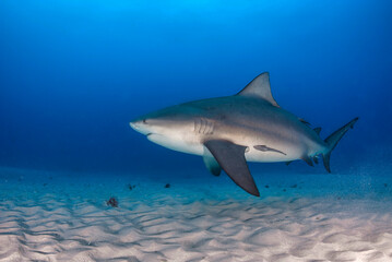 Bull shark (Carcharhinus leucas) swimming close to the sandy bottom
