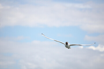 Flying black and white seagull
