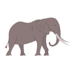 African elephant with tusks. Savannah wild animal. Large herbivorous mammal. Flat vector illustration isolated on white background