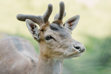 Naklejka na ściany i meble Deer in the zoo on a summer day. Muzzle close-up