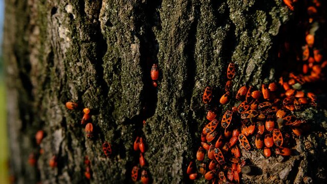 A closeup of a red bugs on tree bark on sunlights.