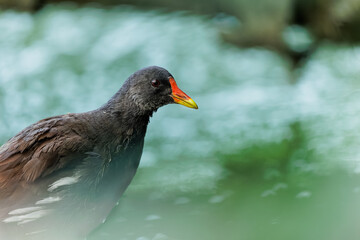 Neugieriges Teichhuhn