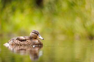 Obraz premium Stockente im Morgenlicht