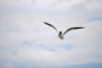 Flying black and white seagull