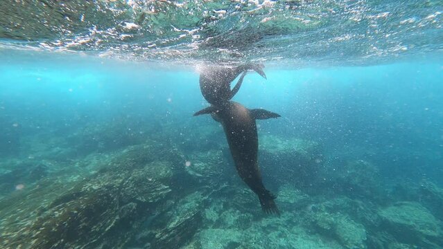 Sea Lions playing