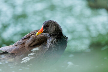 Neugieriges Teichhuhn