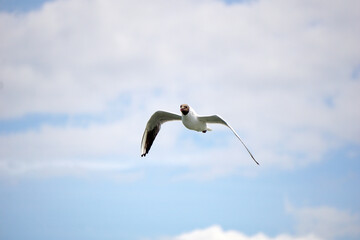 Flying black and white seagull