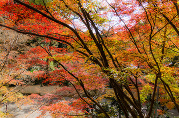 今熊野観音寺（京都府東山区）の紅葉