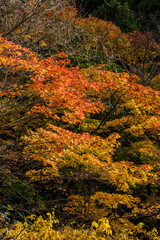 今熊野観音寺（京都府東山区）の紅葉