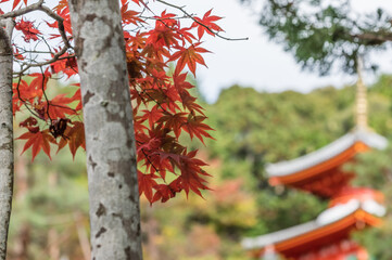 今熊野観音寺（京都府東山区）の紅葉